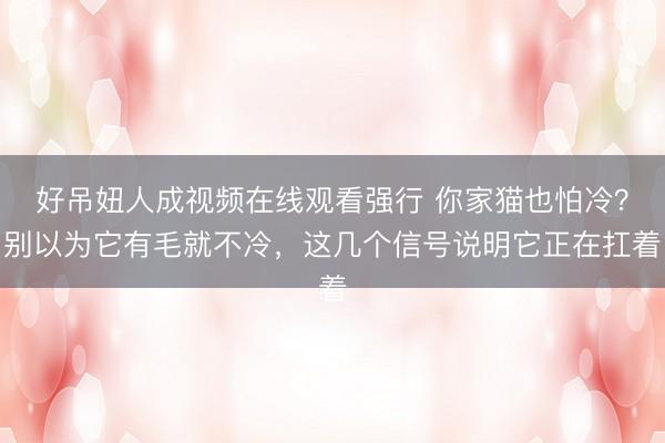 好吊妞人成视频在线观看强行 你家猫也怕冷？别以为它有毛就不冷，这几个信号说明它正在扛着